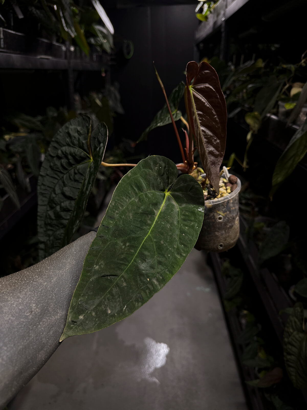 Anthurium #BBC • select holdback