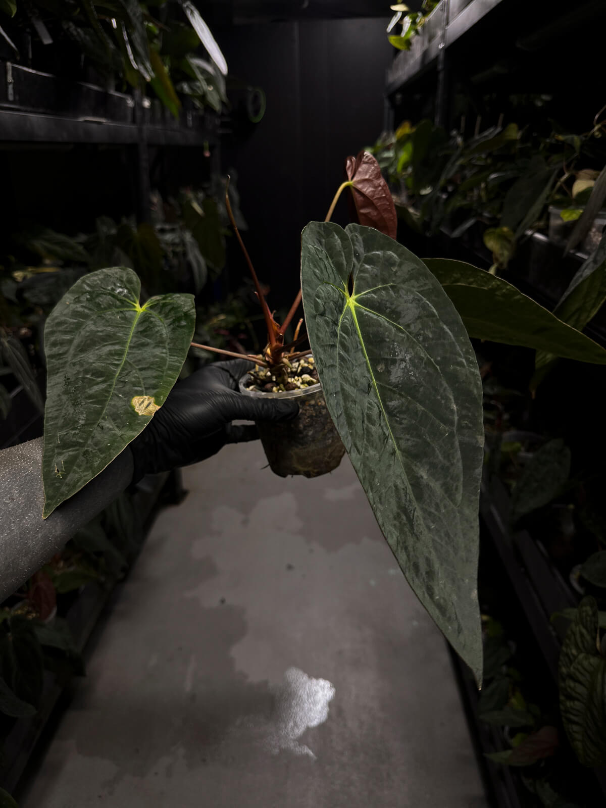 Anthurium #BBC • select holdback