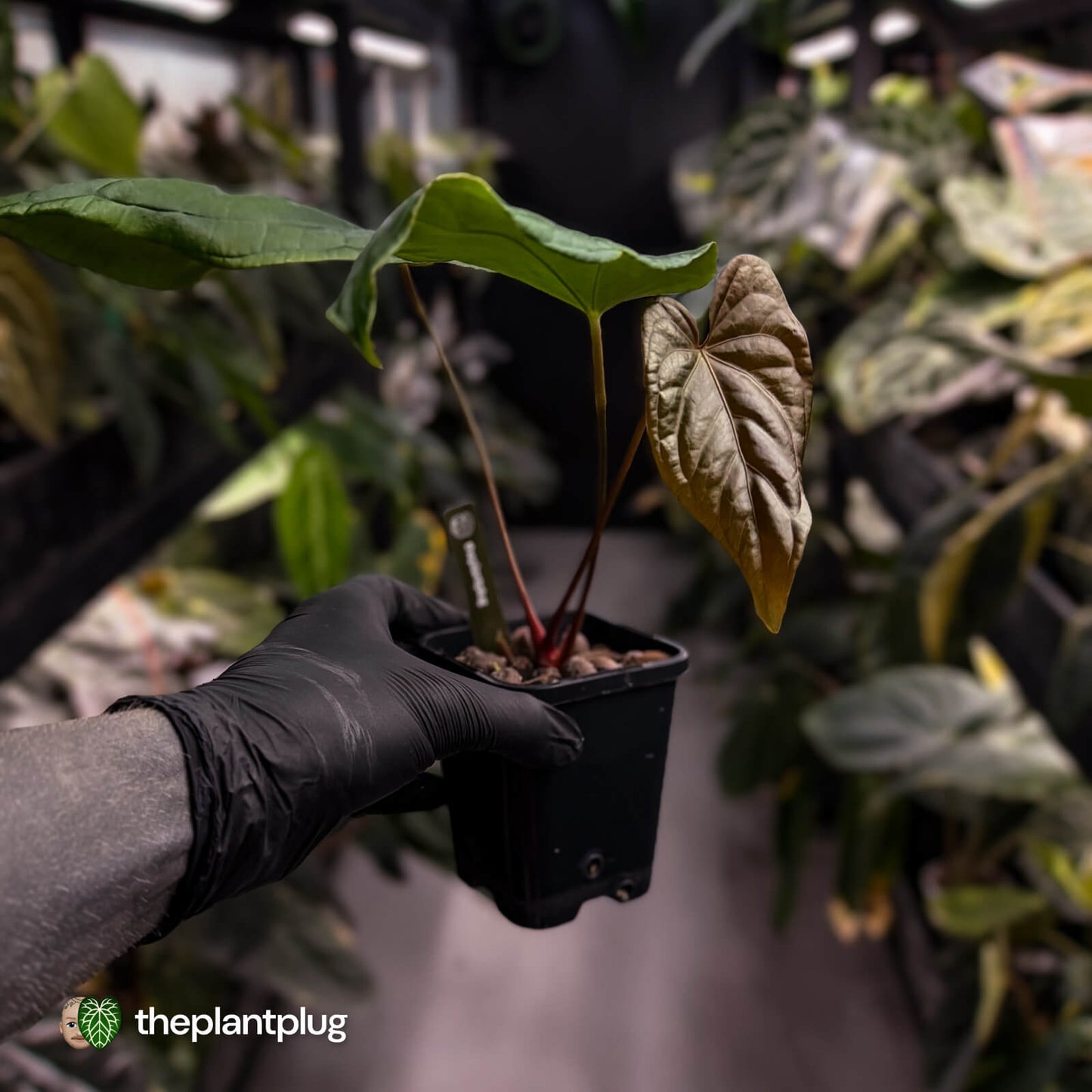 Anthurium deadpool x antolakii • first release 🔊