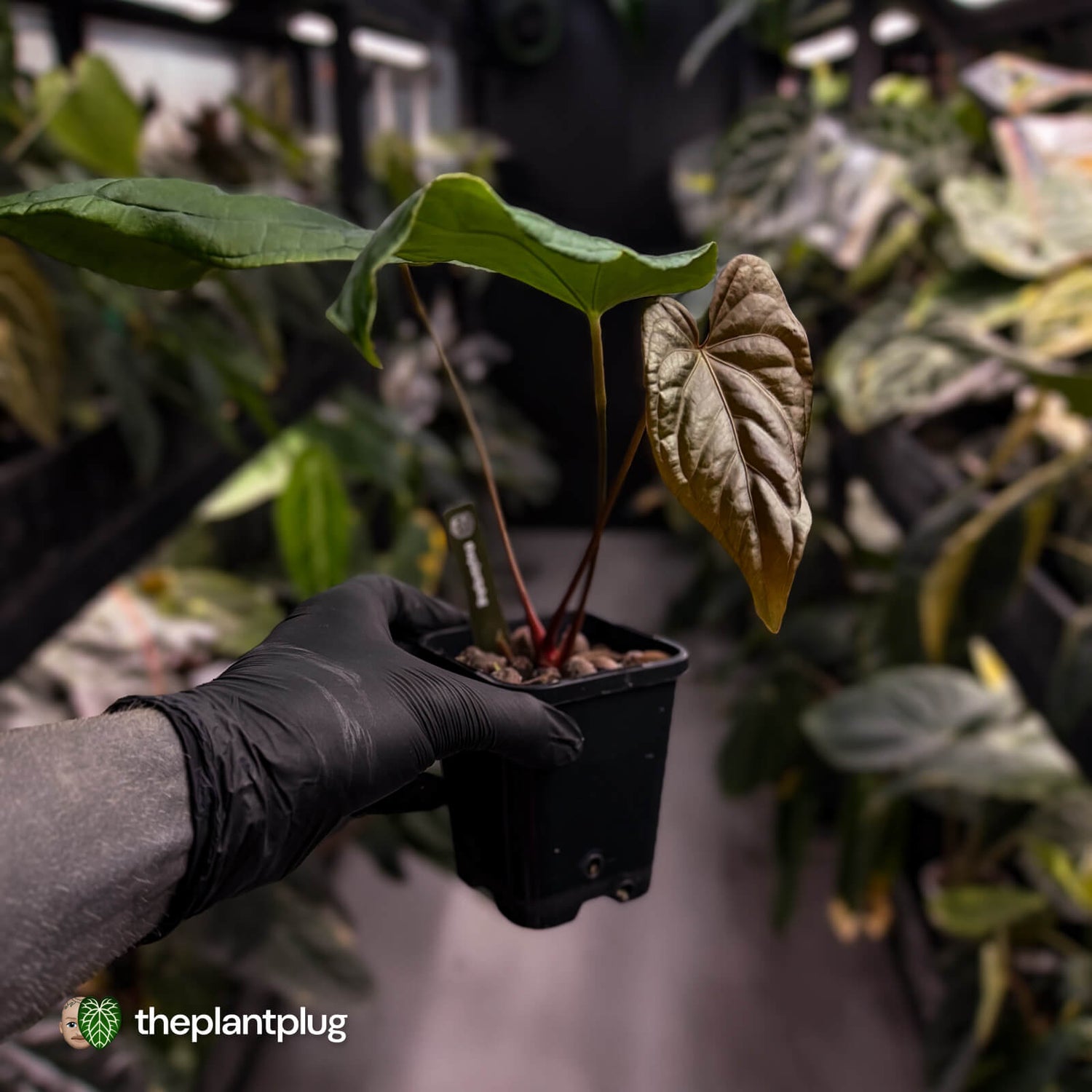 Anthurium deadpool x antolakii • first release 🔊