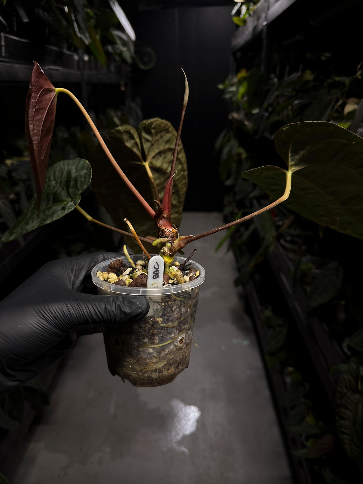 Anthurium #BBC • select holdback