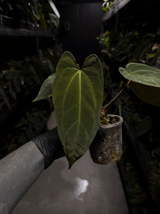 Anthurium #CherryWine