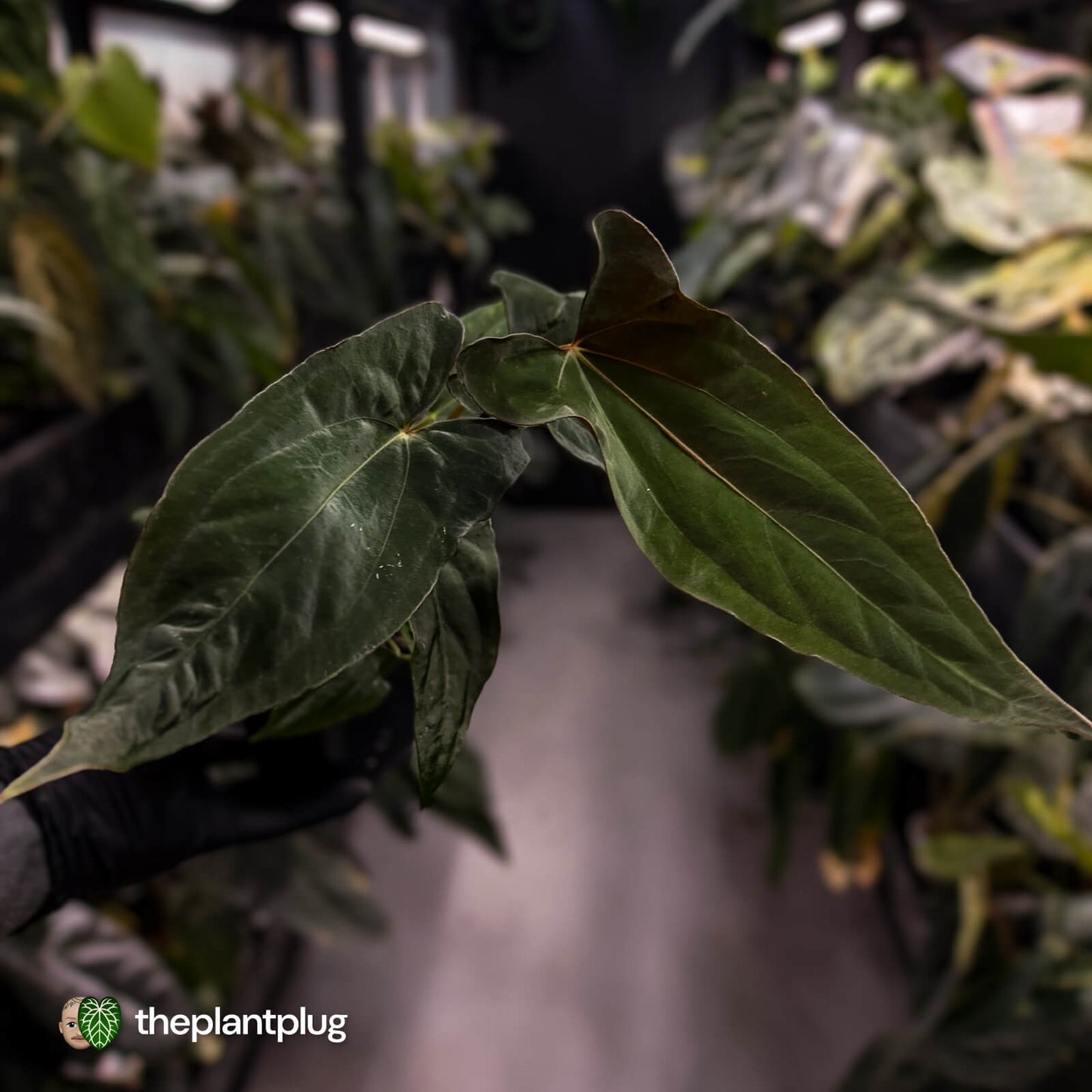 Anthurium papillilaminum 'RLFS' x 'RL' s1
