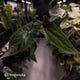 Anthurium papillilaminum 'RLFS' x 'RL' s1