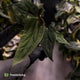Anthurium papillilaminum 'RLFS' x 'RL' s1
