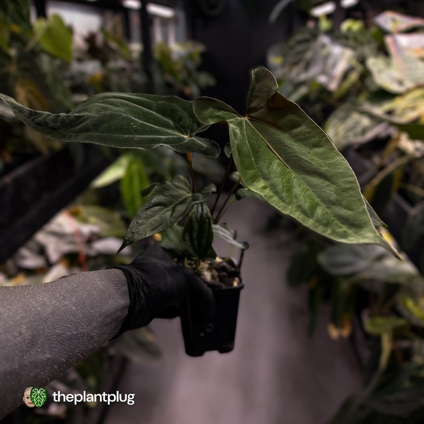 Anthurium papillilaminum 'RLFS' x 'RL' s1