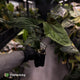Anthurium papillilaminum 'RLFS' x 'RL' s1