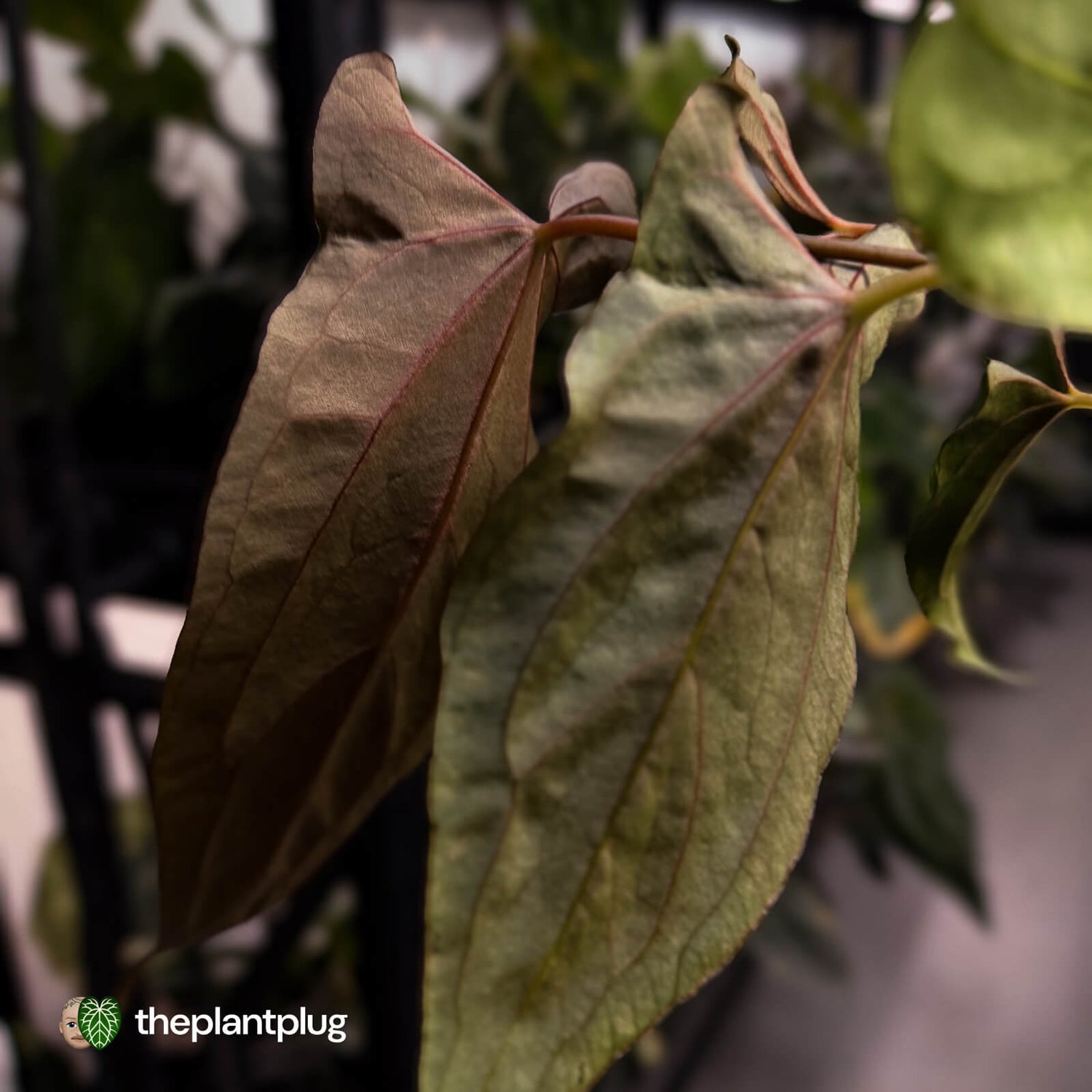 Anthurium papillilaminum 'RLFS' x 'RL' s1