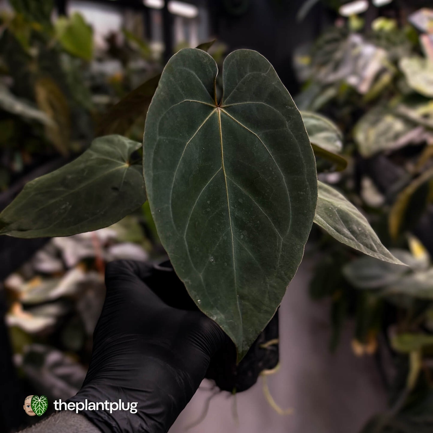 Anthurium 'Bunyip' • select