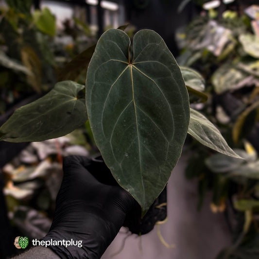 Anthurium 'Bunyip' • select