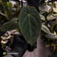 Anthurium 'Bunyip' • select