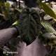 Anthurium 'Bunyip' • select