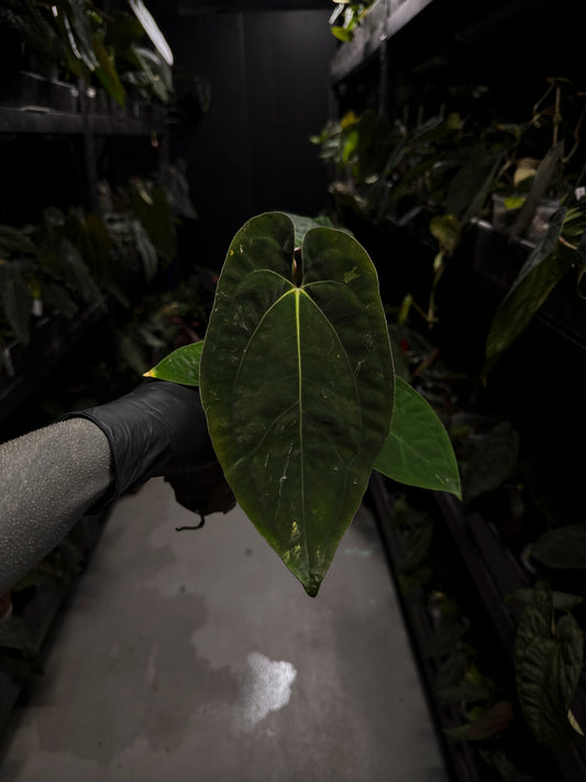 Anthurium papillilaminum x (antolakii / 'BVEP' x 'Dark Phoenix') • select holdback
