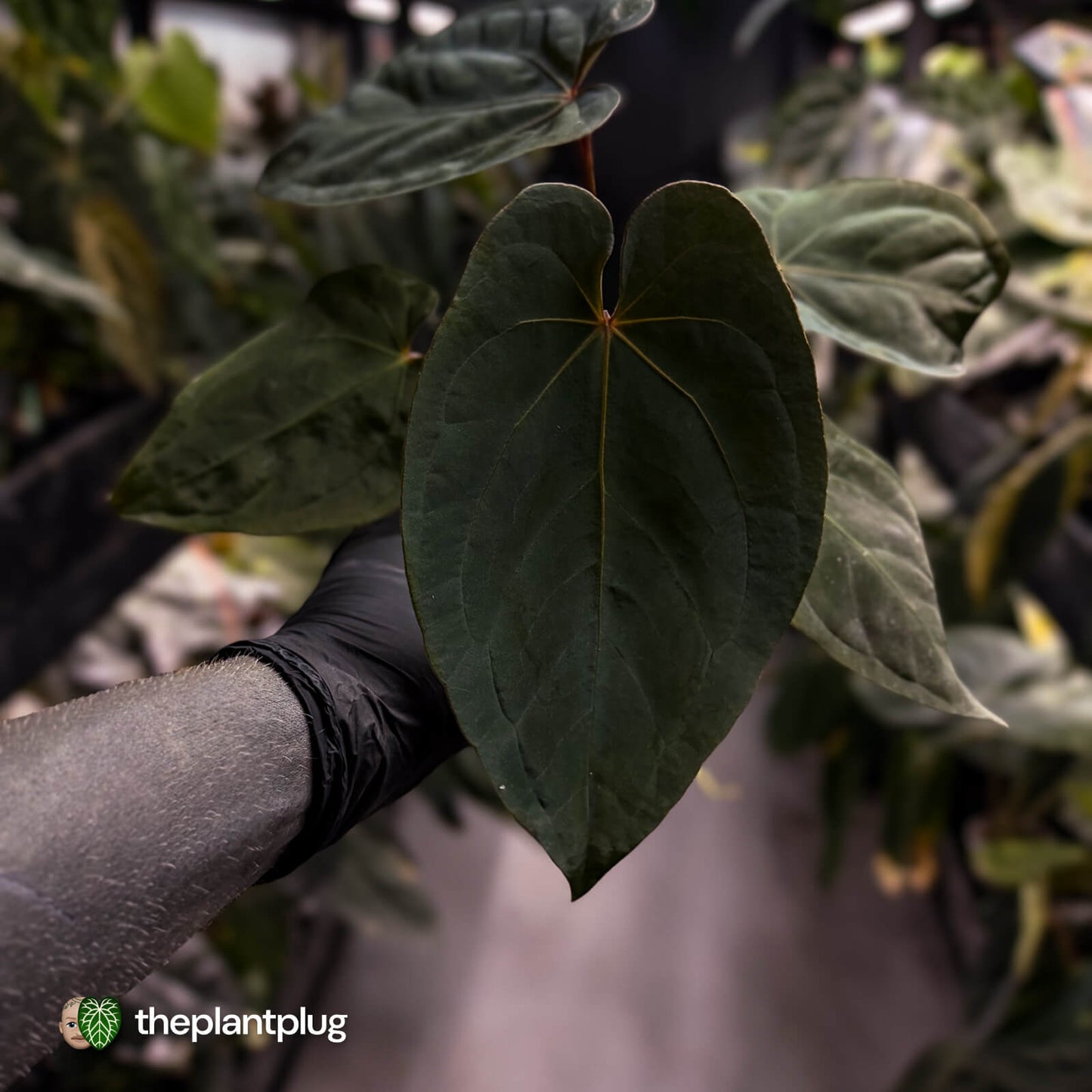 Anthurium 'Bunyip' • select