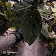Anthurium 'Bunyip' • select