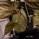 Anthurium 'Bunyip' • select