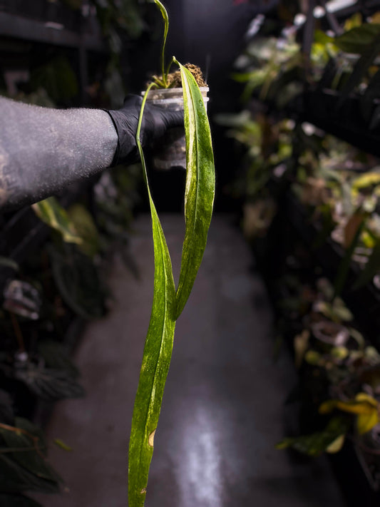 Anthurium vittarifolium variegated • XL