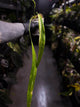 Anthurium vittarifolium variegated • XL