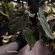 Anthurium 'Bunyip' • select