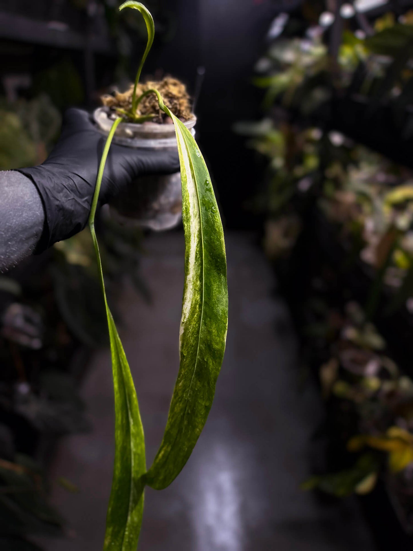 Anthurium vittarifolium variegated • XL