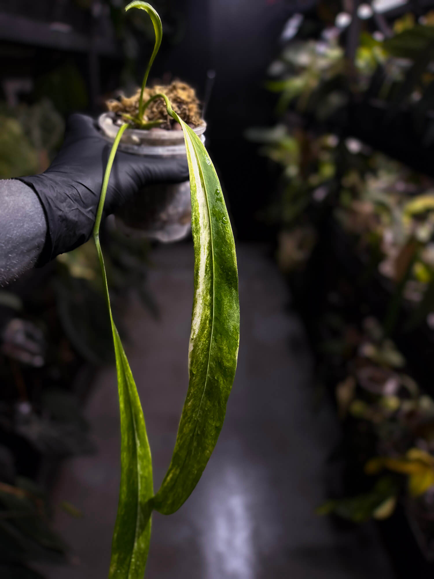 Anthurium vittarifolium variegated • XL
