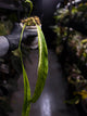 Anthurium vittarifolium variegated • XL