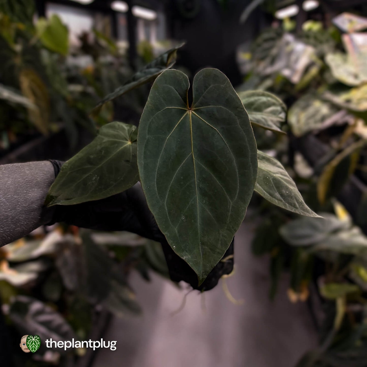 Anthurium 'Bunyip' • select