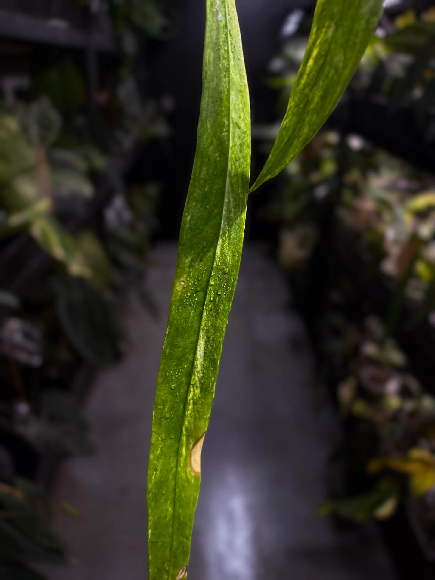 Anthurium vittarifolium variegated • XL