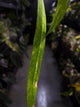 Anthurium vittarifolium variegated • XL