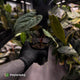 Anthurium 'Bunyip' • select