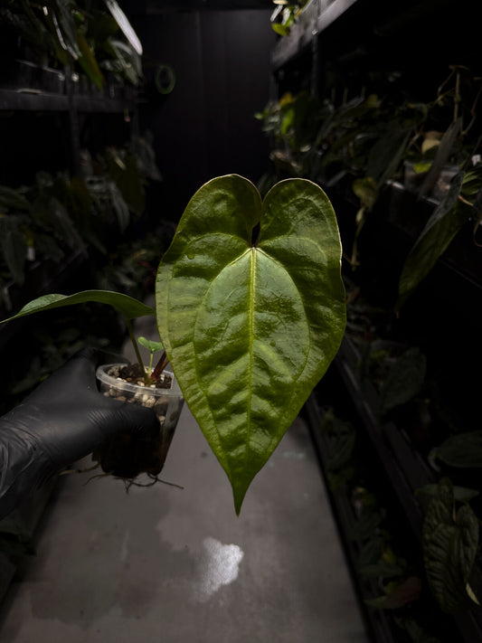 Anthurium (regale x 'Silver Chrome' hybrid) x sp. 'Silver Peru' • first release