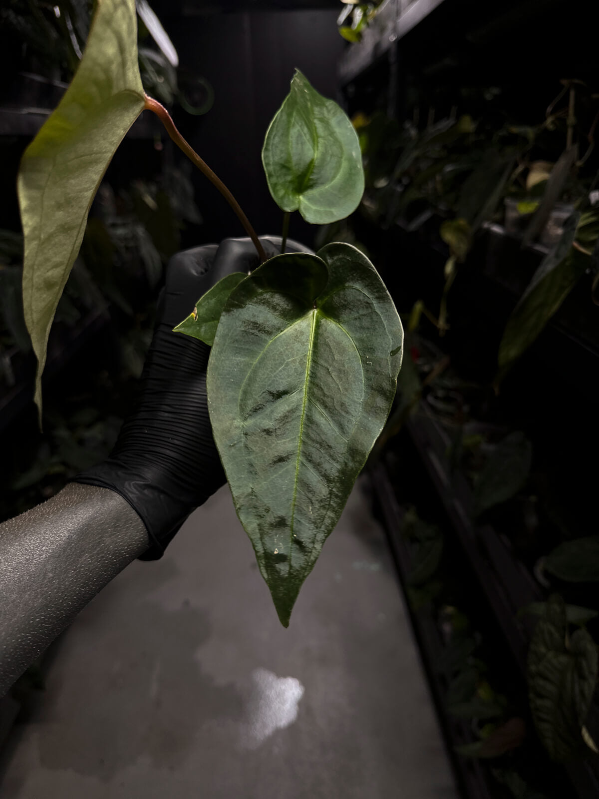 Anthurium (regale x 'Silver Chrome' hybrid) x sp. 'Silver Peru' • first release