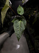 Anthurium (regale x 'Silver Chrome' hybrid) x sp. 'Silver Peru' • first release