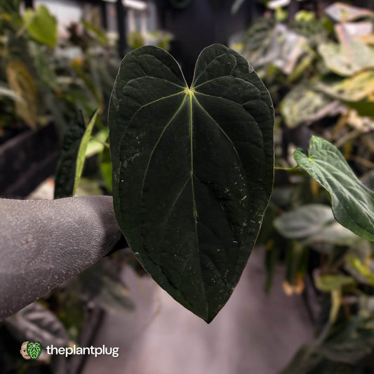 Anthurium (carla x dress) x antolakii • holdback
