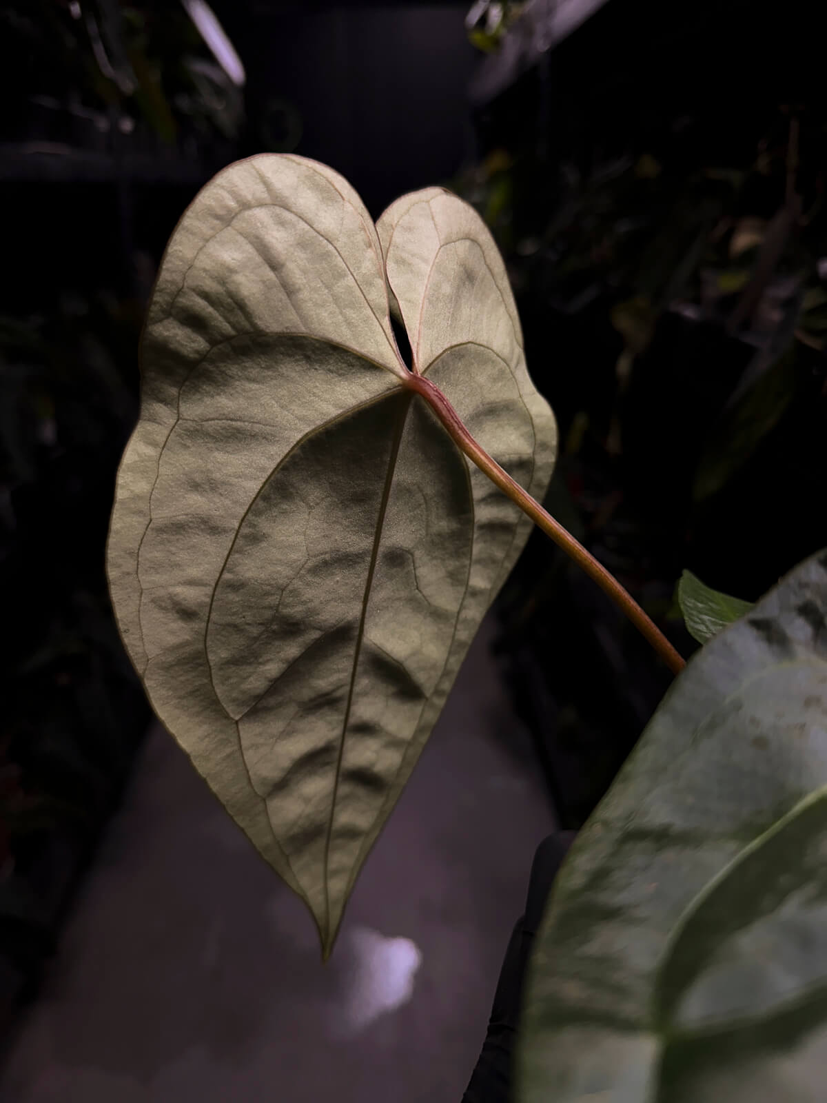 Anthurium (regale x 'Silver Chrome' hybrid) x sp. 'Silver Peru' • first release