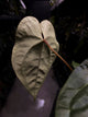 Anthurium (regale x 'Silver Chrome' hybrid) x sp. 'Silver Peru' • first release