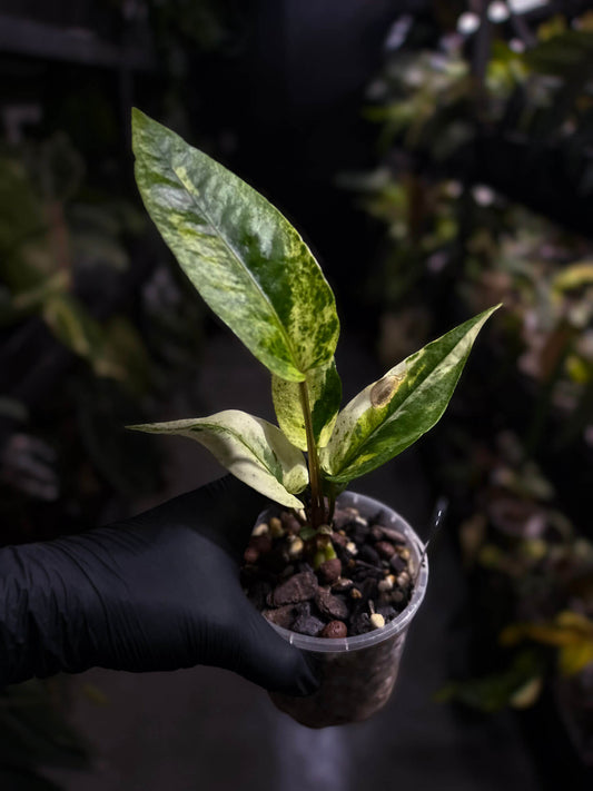 Anthurium hookeri variegated ✨