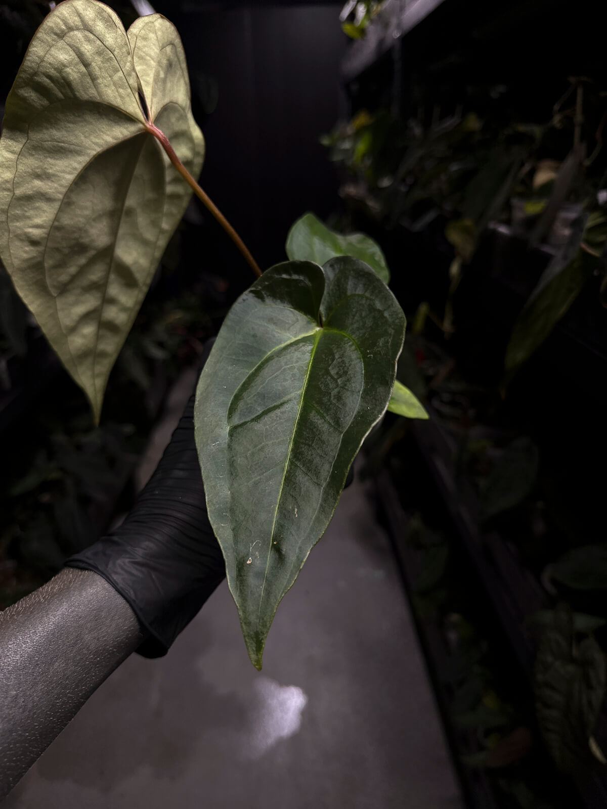 Anthurium (regale x 'Silver Chrome' hybrid) x sp. 'Silver Peru' • first release