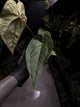 Anthurium (regale x 'Silver Chrome' hybrid) x sp. 'Silver Peru' • first release