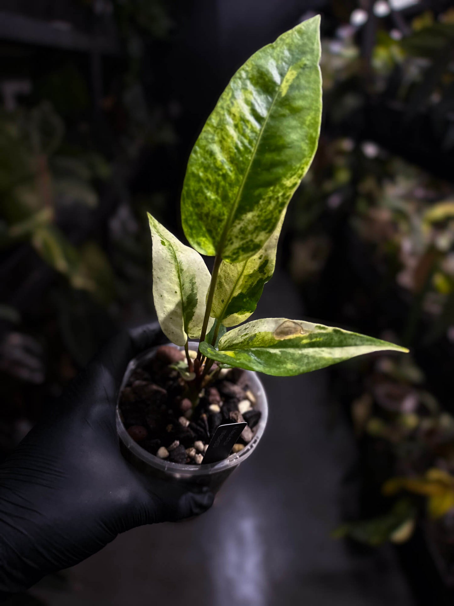 Anthurium hookeri variegated ✨