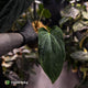 Anthurium (carla x dress) x antolakii • holdback
