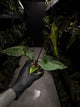 Anthurium (regale x 'Silver Chrome' hybrid) x sp. 'Silver Peru' • first release
