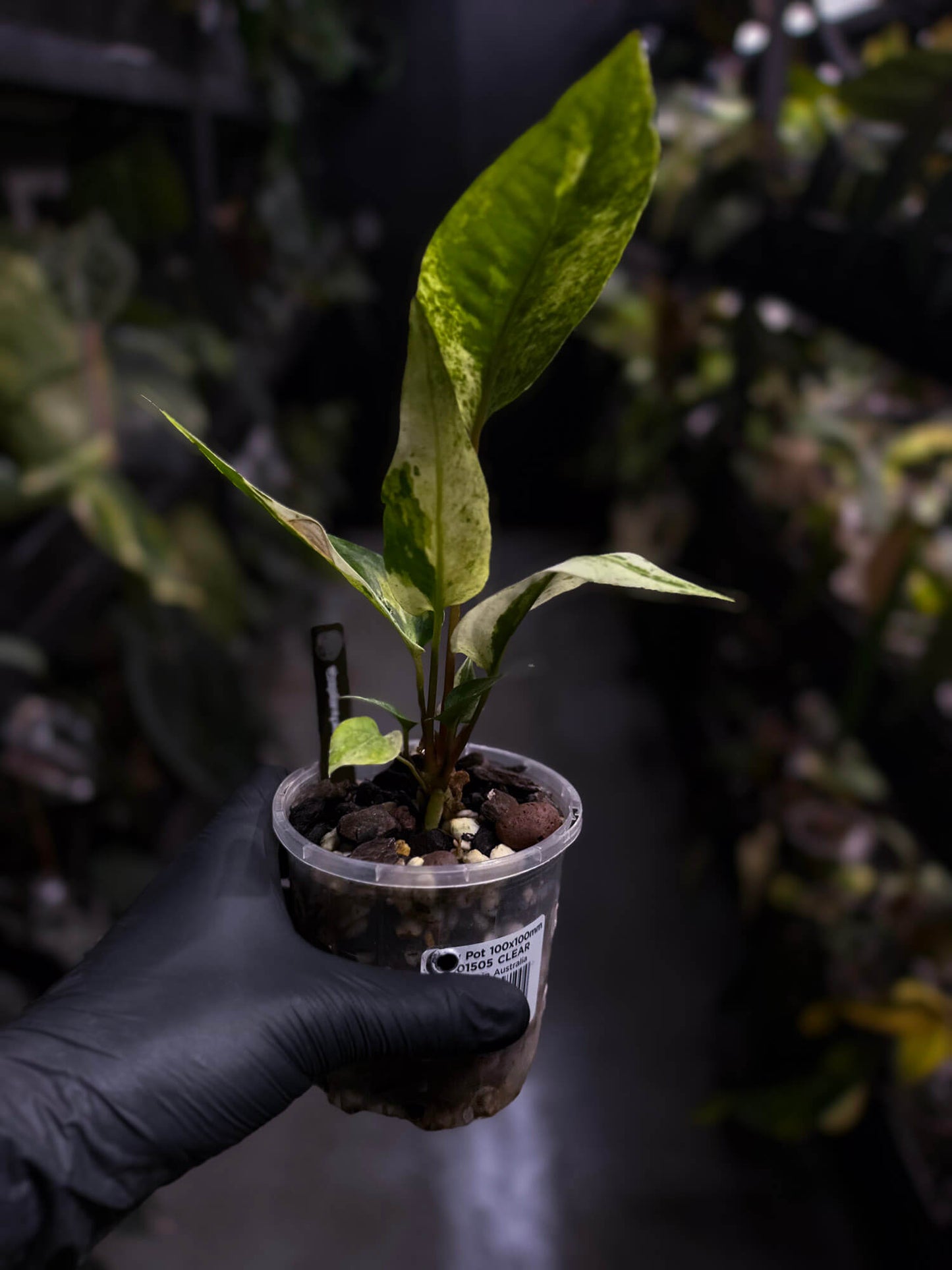 Anthurium hookeri variegated ✨