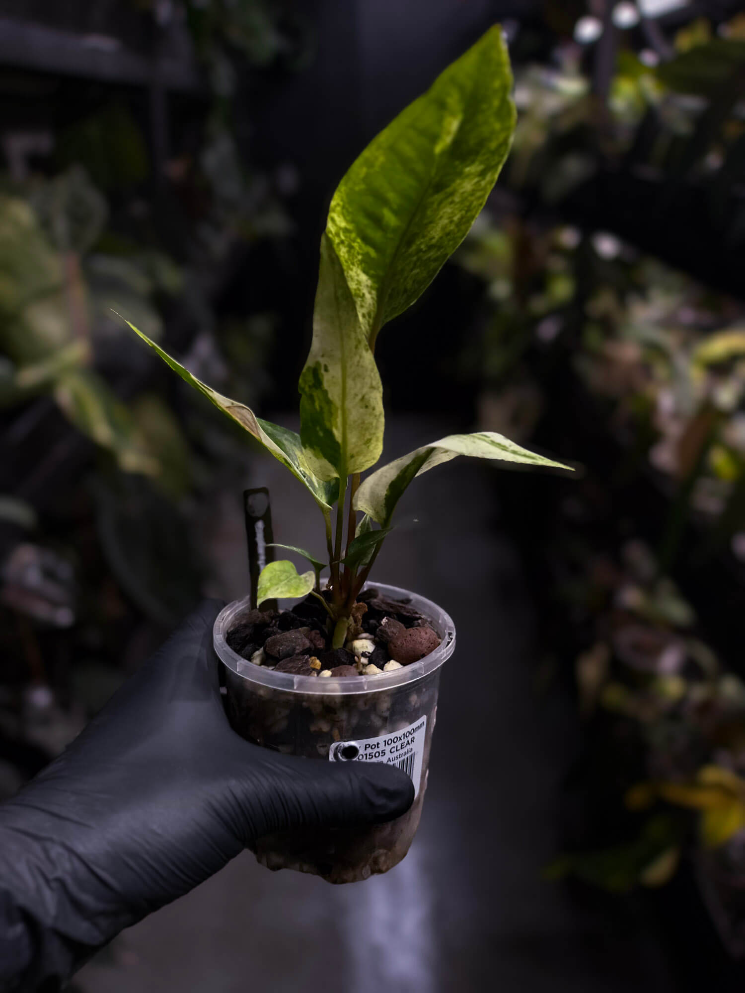 Anthurium hookeri variegated ✨