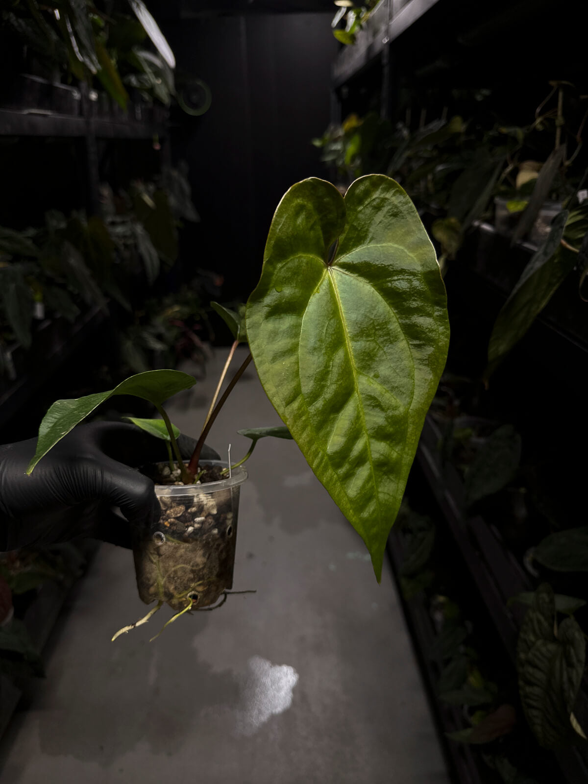 Anthurium (regale x 'Silver Chrome' hybrid) x sp. 'Silver Peru' • first release