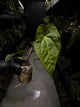 Anthurium (regale x 'Silver Chrome' hybrid) x sp. 'Silver Peru' • first release