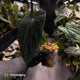 Anthurium (carla x dress) x antolakii • holdback