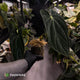 Anthurium (carla x dress) x antolakii • holdback