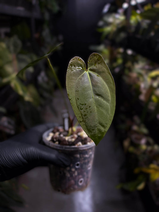 Anthurium #DressSense