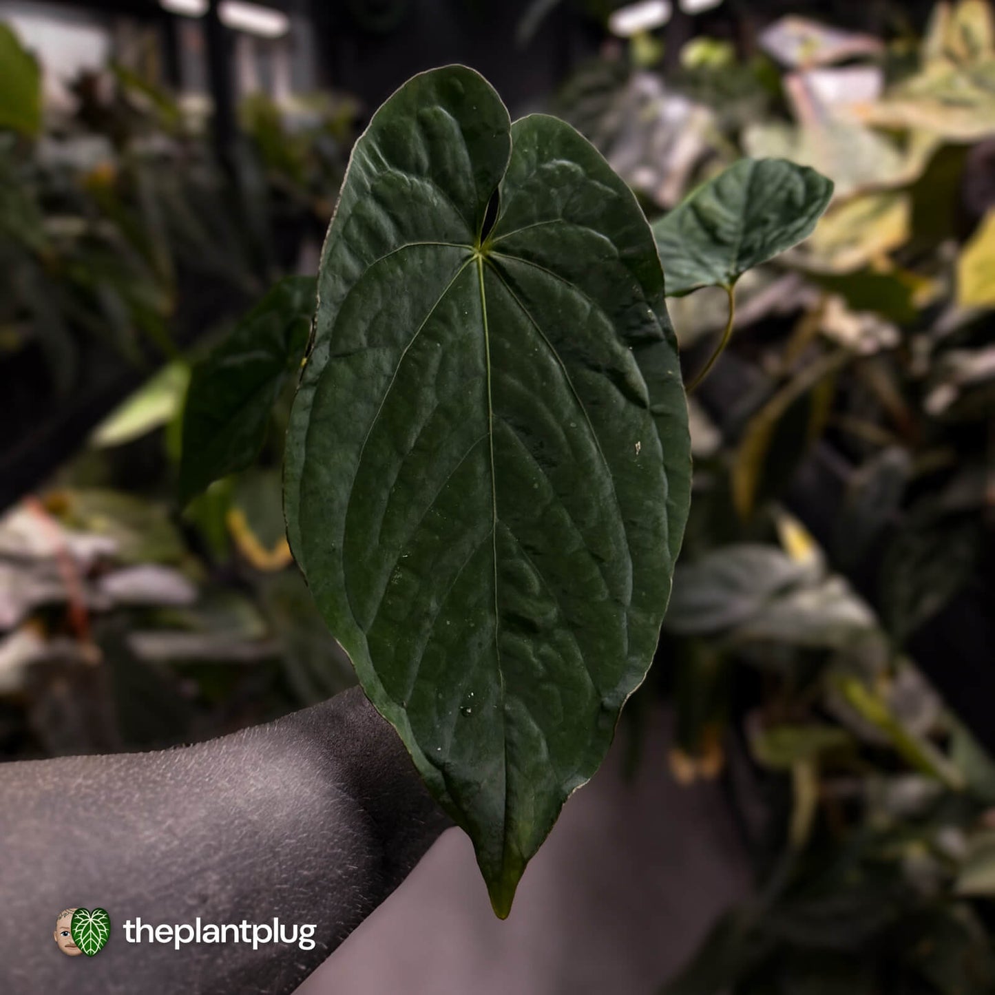 Anthurium ('Midnight Velvet' x pap) x kunayalense • XL select plant